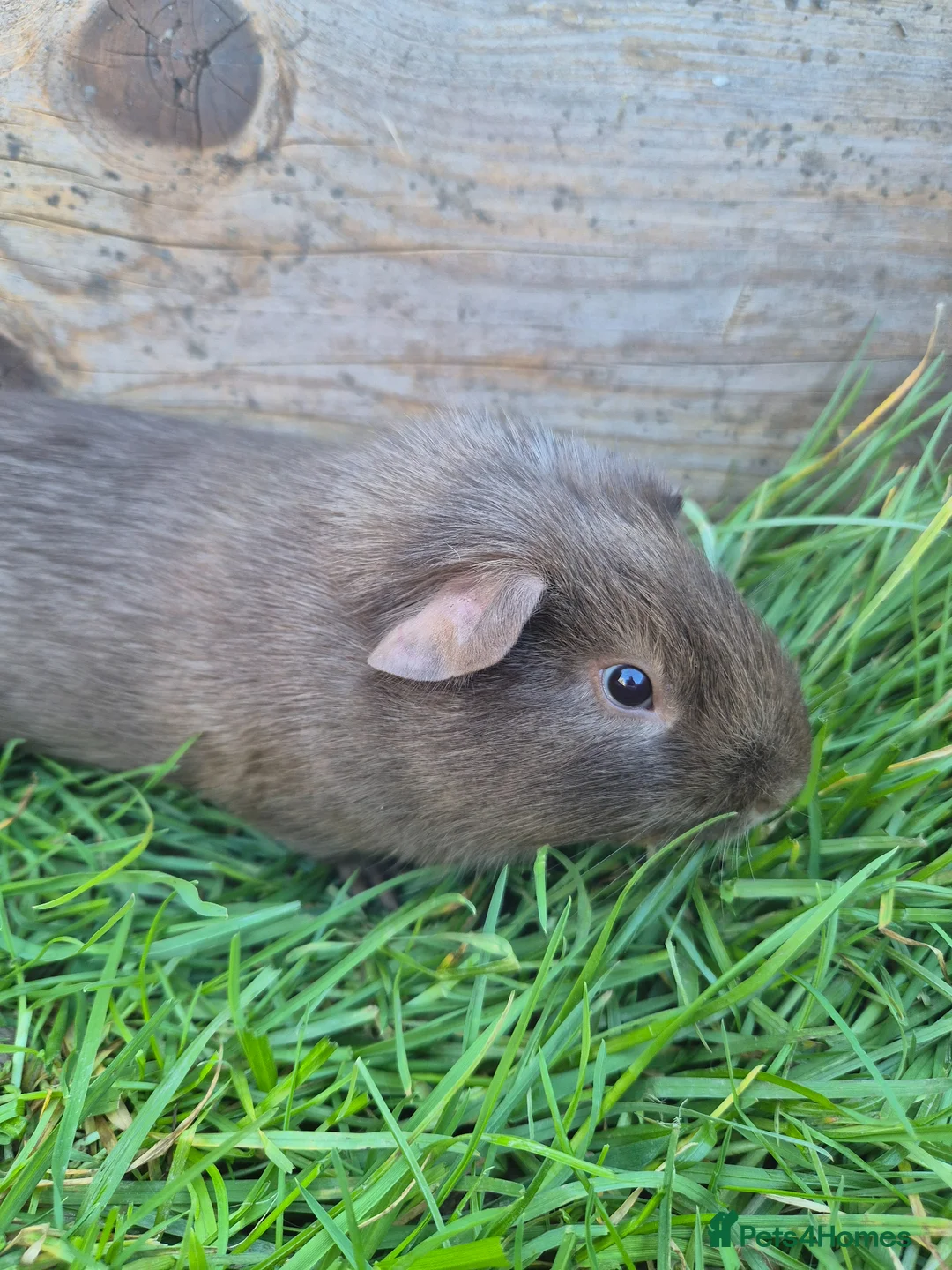 Guinea Pig rodents for sale: Brown smooth haired male guinea pig - Advert 1