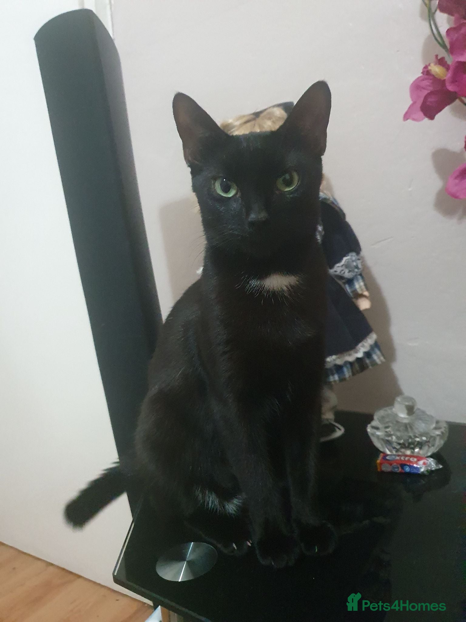 Mixed Breed cats 2 kittens male waiting to be loved - Advert 1