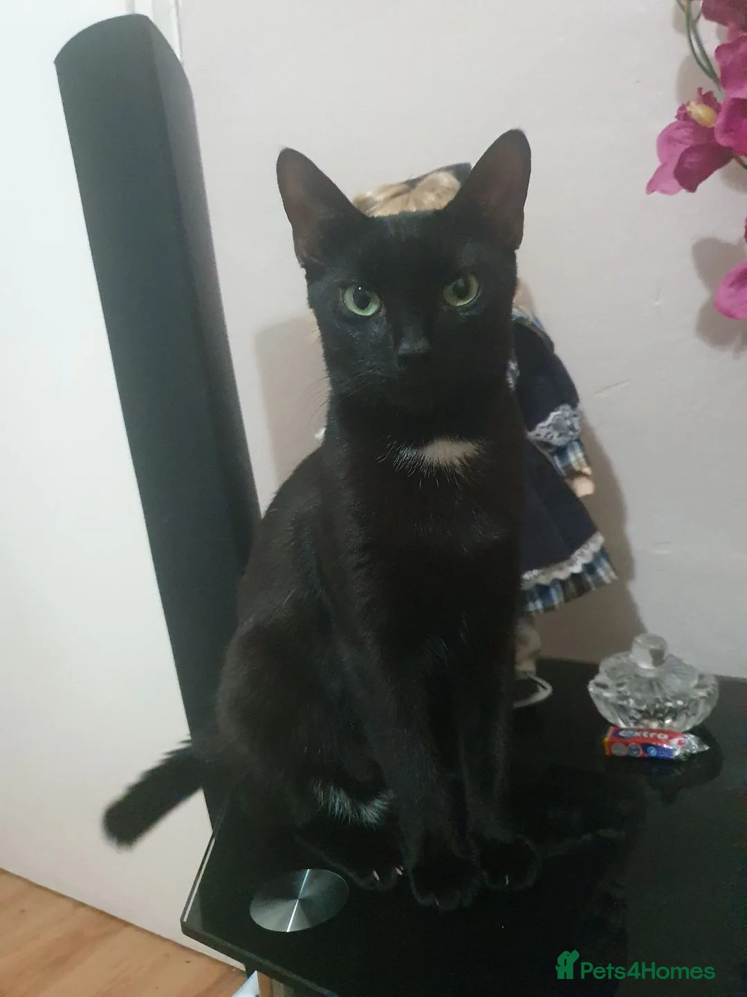 Mixed Breed cats for sale: 2 kittens male waiting to be loved - Advert 1