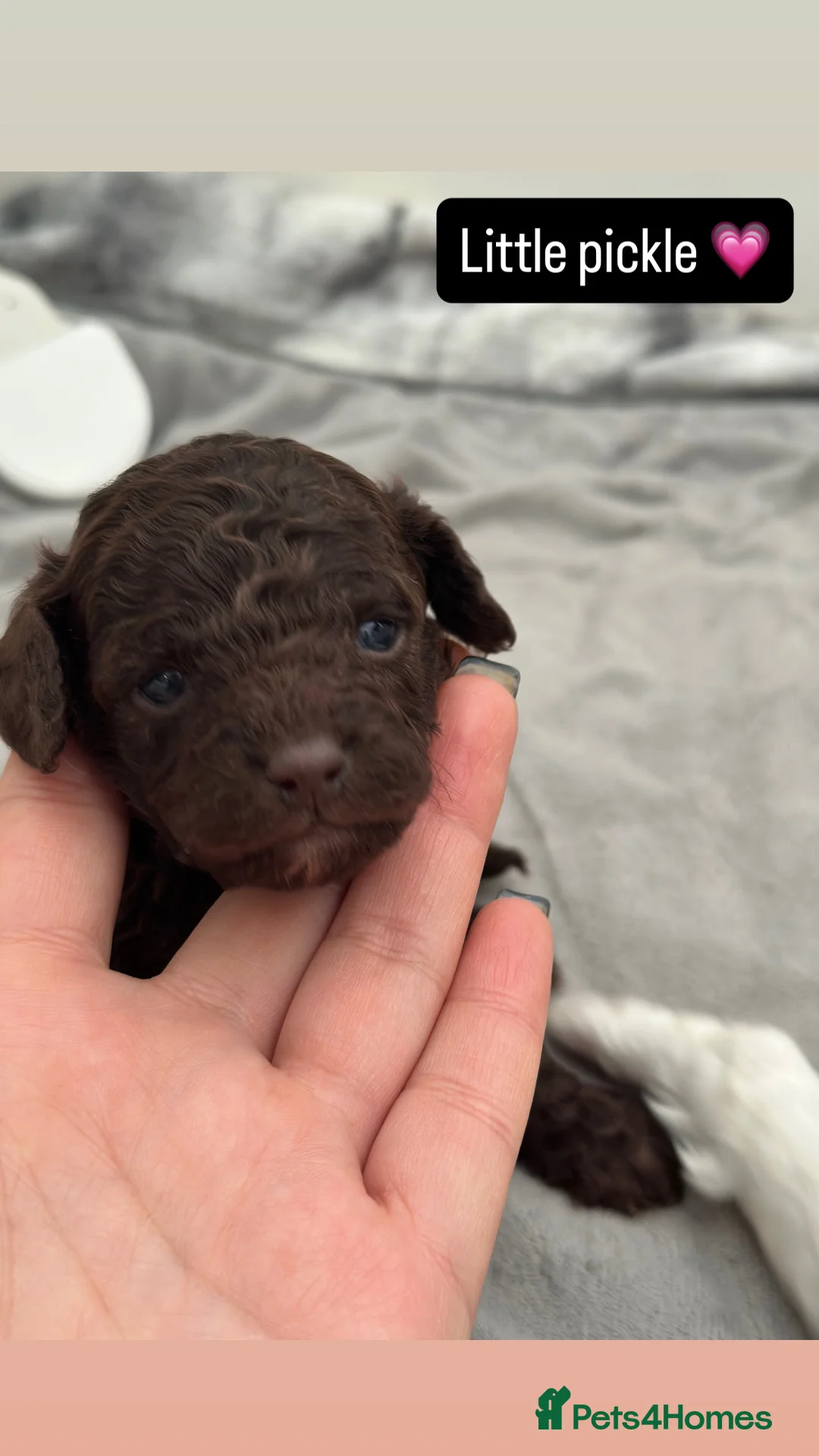 Cavapoo dogs for stud: Premium Cavapoo Chocolate Phantom Parti Stud  in Rickmansworth - Advert 38