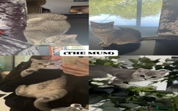 British Shorthair cats for sale: 5 beautiful British shorthair kittens - Image 17