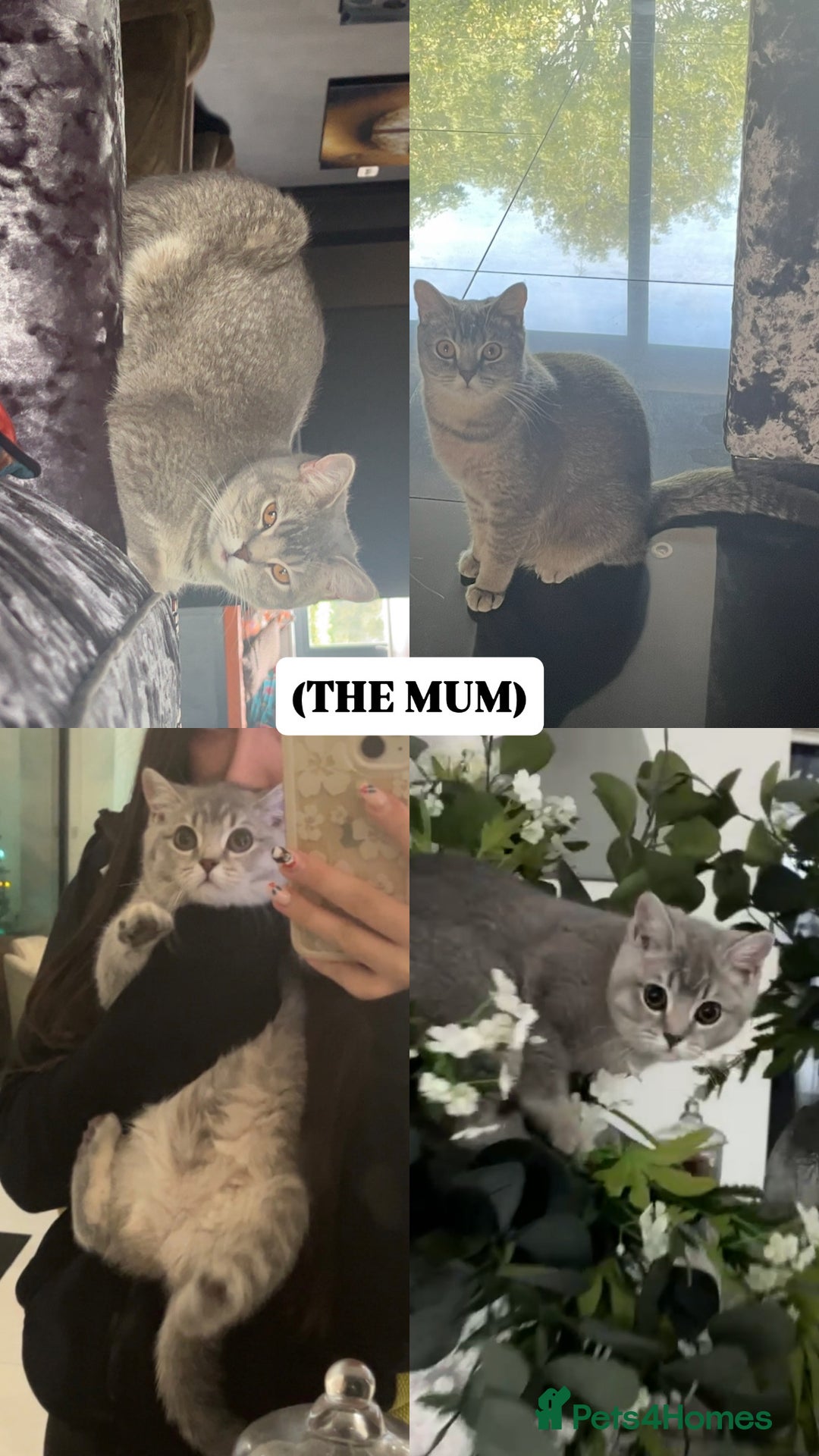 British Shorthair cats for sale: 5 beautiful British shorthair kittens - Image 17