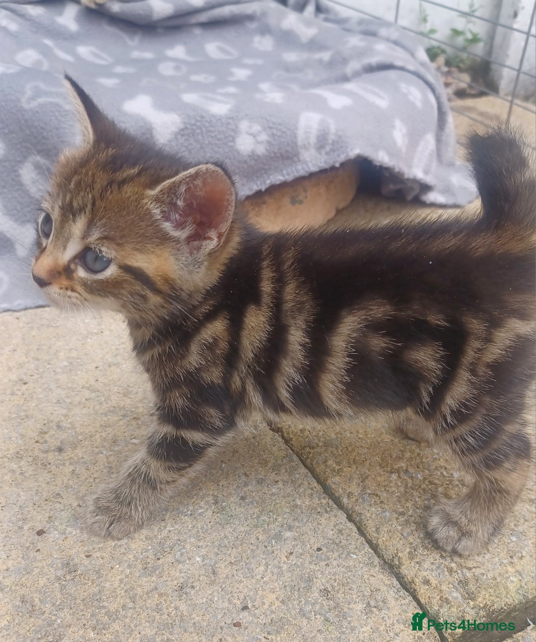 Mixed Breed cats for sale: Gorgeous Bengal x babies **READY NOW** - Image 30