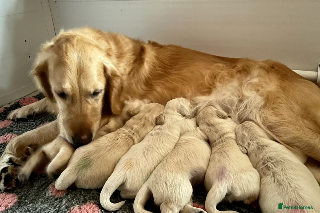 Golden Retriever dogs for sale: Show champ sired KC reg Golden RetrieverPuppies  - Advert 3