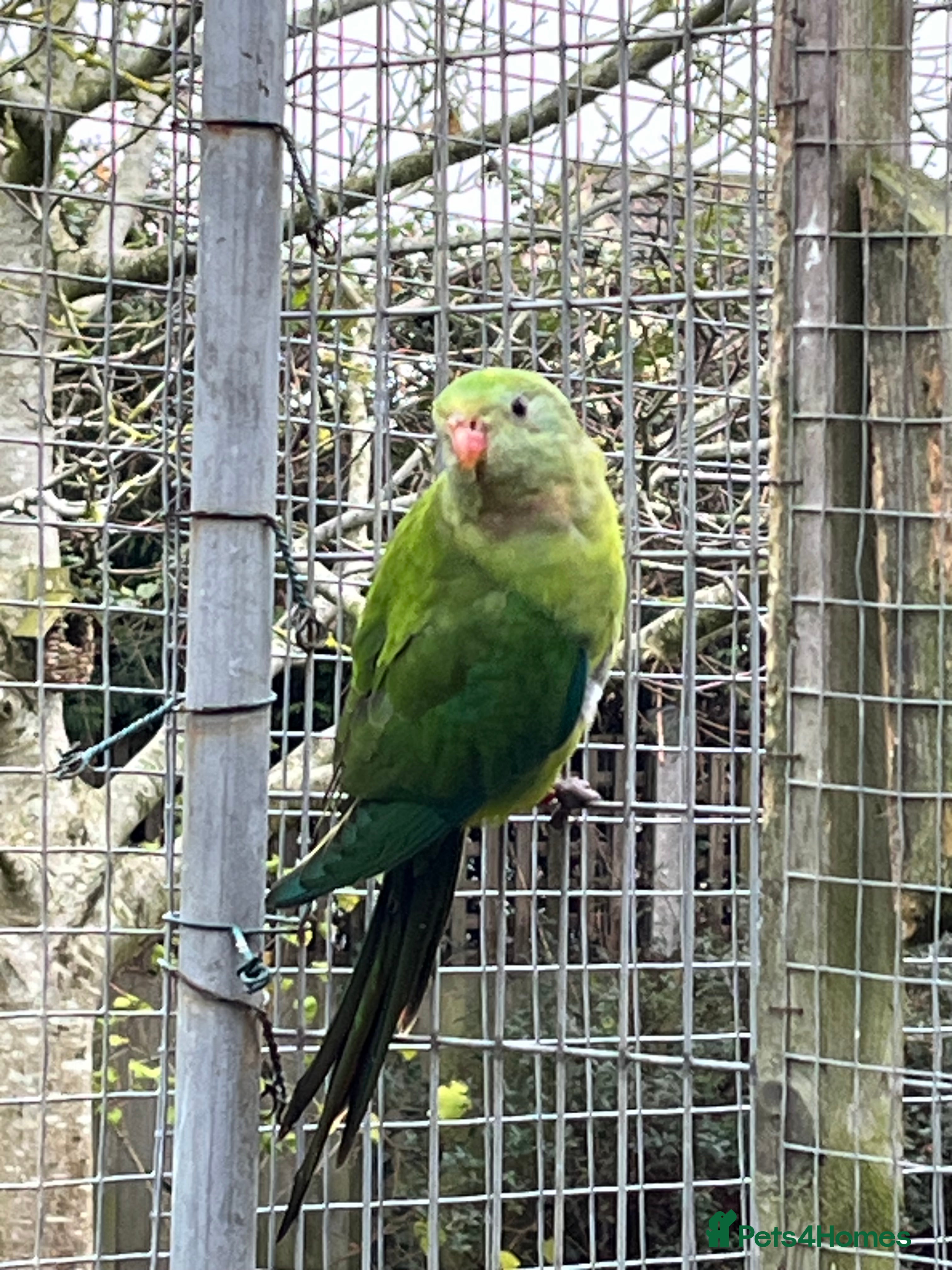 Parakeets birds 2025 Male Barrabands’s for sale - Advert 1