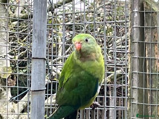 Parakeets birds 2025 Male Barrabands’s for sale - Advert 5