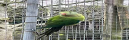 Parakeets birds for sale: 2025 Male Barrabands’s for sale - Advert 1
