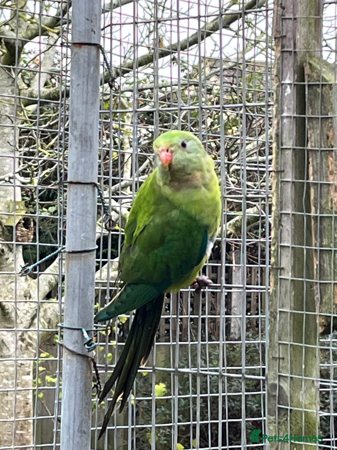 Parakeets birds for sale: 2025 Male Barrabands’s for sale - Advert 1