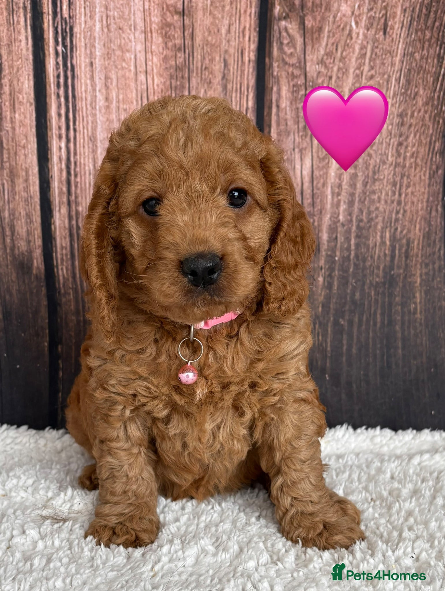 Cockapoo dogs for sale: Miniature Cockapoo puppies for ssle - Advert 5