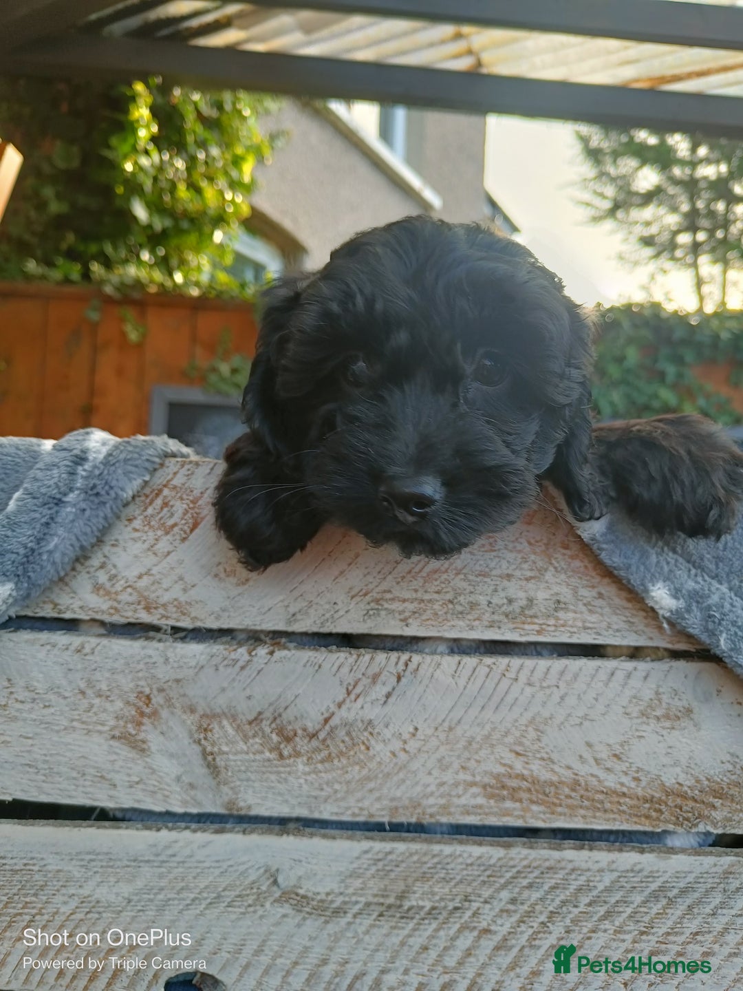 Cockapoo dogs for sale: Lovely cockapo girl - Advert 7