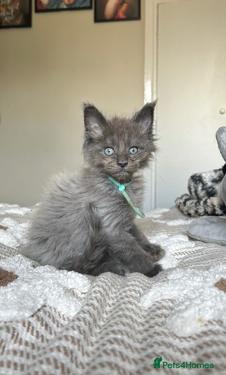 Maine Coon cats UPDATED - MAINE COON KITTENS. SOME POLYDACTYL  - Advert 2