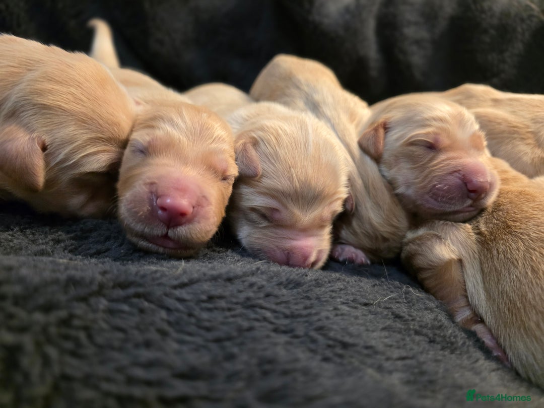 Golden Retriever dogs for sale: Beautiful and Loving Golden Retriever Puppies 🐶  - Advert 13