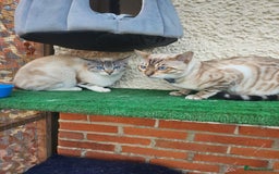 Bengal cats for sale: 7 Snow Bengal Kittens – Stunning Markings! - Image 7