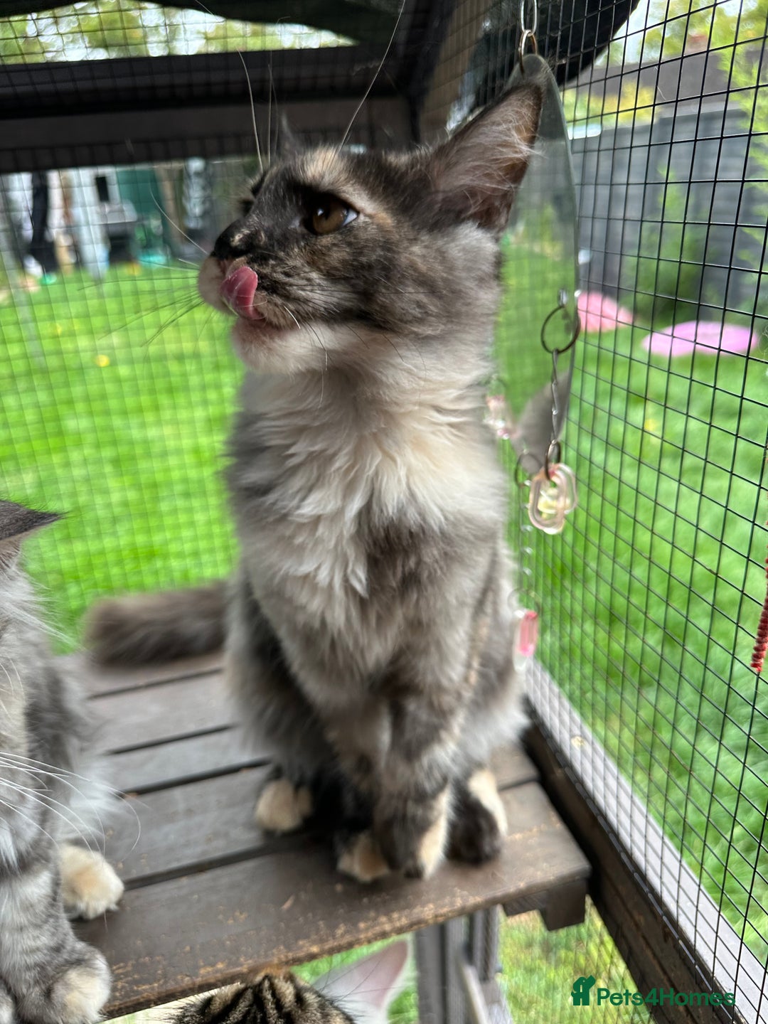 Maine Coon cats for sale: FULL Mainecoon kittens  - Image 5