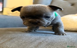 French Bulldog dogs for sale: ✨Stunning Pedigree French Bulldog Puppies✨ - Advert 30