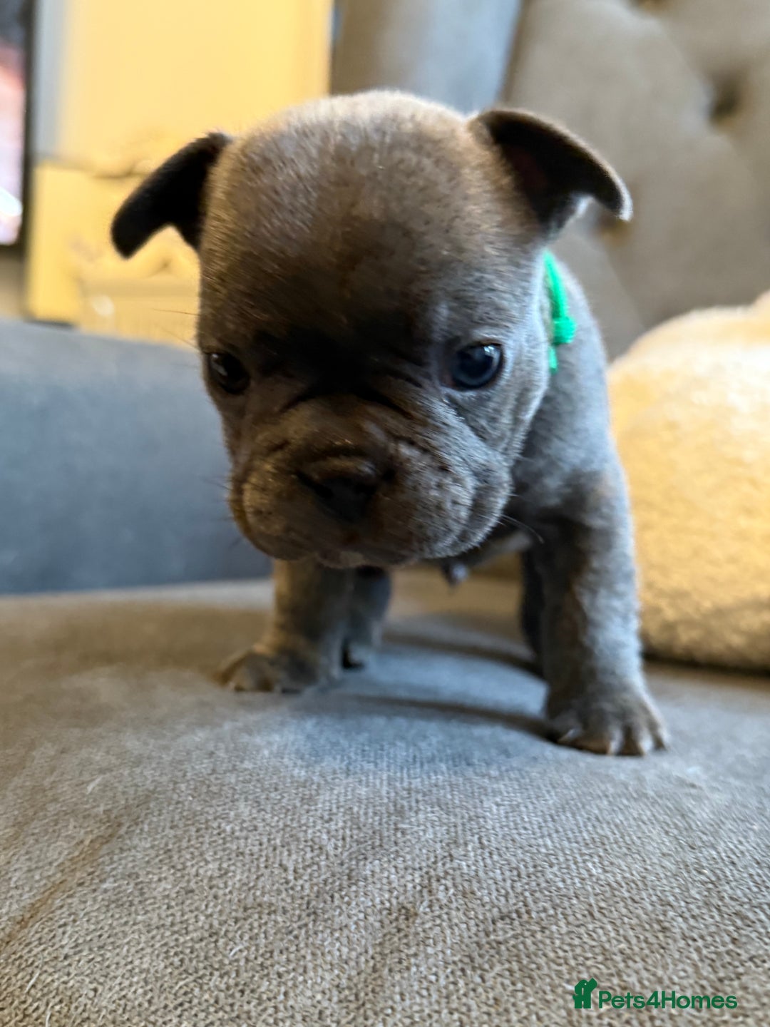 French Bulldog dogs for sale: ✨Stunning Pedigree French Bulldog Puppies✨ - Advert 30