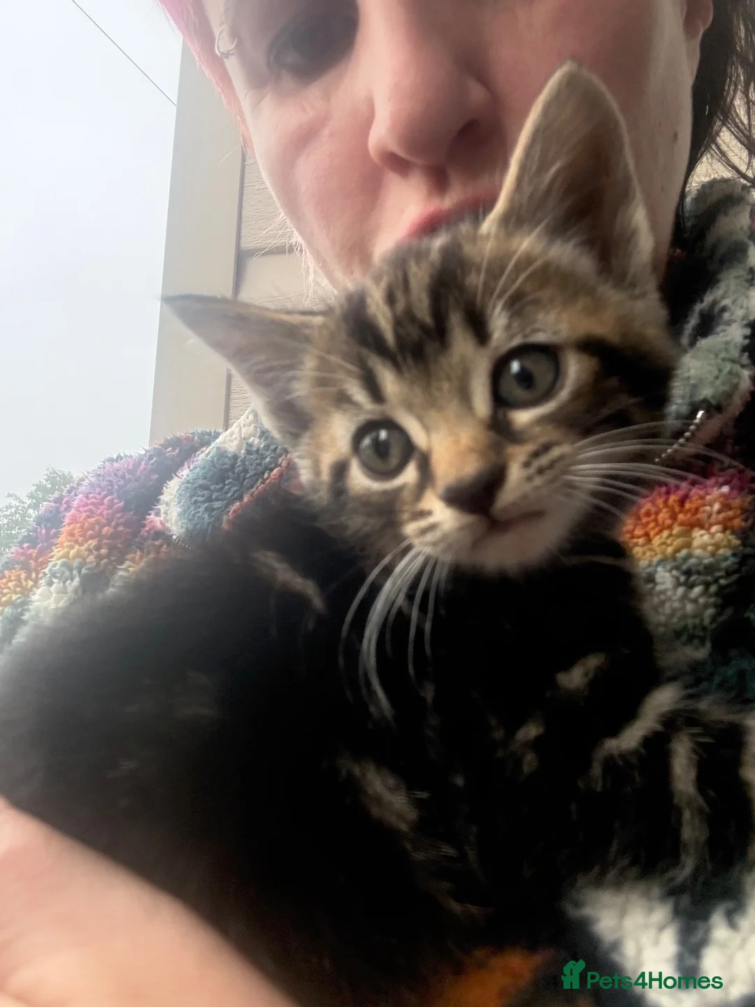 Mixed Breed cats for sale: 6 fluffy frendly kittens 2 rare female gingers  - Advert 1