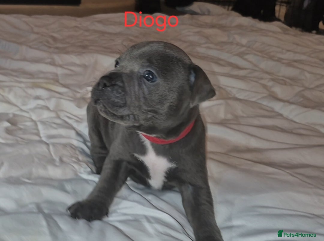 Staffordshire Bull Terrier dogs for sale: Exceptional Staffy Bull Terriers– Valglo Bloodline - Advert 22