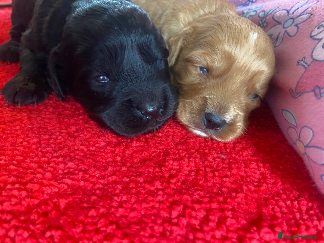 Cockapoo dogs for sale: Beautiful cockapoo puppies  - Advert 7