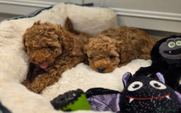 Toy Poodle dogs for sale: Beautiful RED & APRICOT Toy Poodles  - Image 7