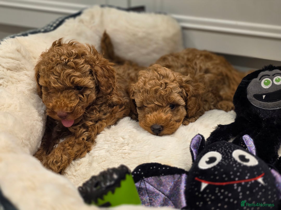 Toy Poodle dogs for sale: Beautiful RED & APRICOT Toy Poodles  - Image 7