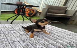 Chihuahua dogs for sale: Applehead Teacup Chihuahua  - Image 1