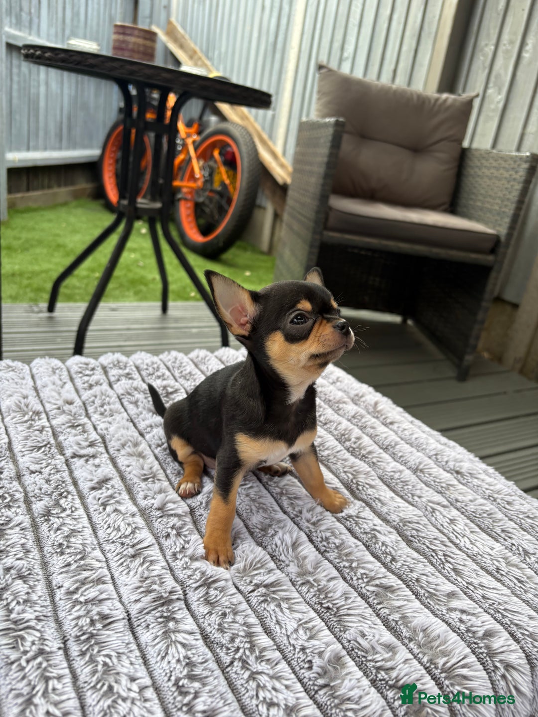 Chihuahua dogs for sale: Applehead Teacup Chihuahua  - Image 1