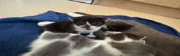 Mixed Breed cats for sale: mother is half Persian and dad domestic  - Advert 8