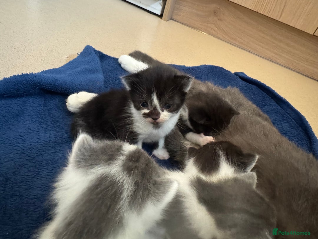Mixed Breed cats for sale: mother is half Persian and dad domestic  - Advert 8