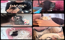 Rat rodents for sale: 2 beautiful well handled female dumbo rats - Image 1