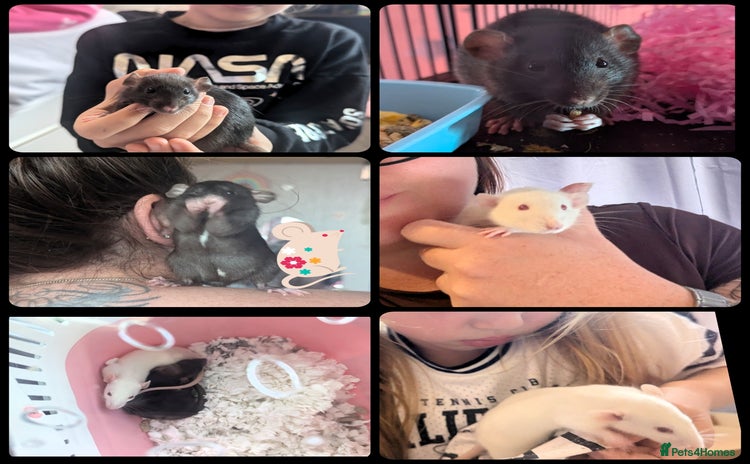 Rat rodents - Advert 1