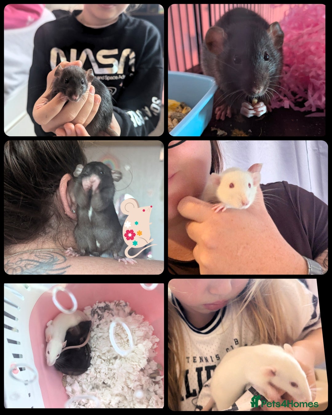 Rat rodents for sale: 2 beautiful well handled female dumbo rats - Image 1