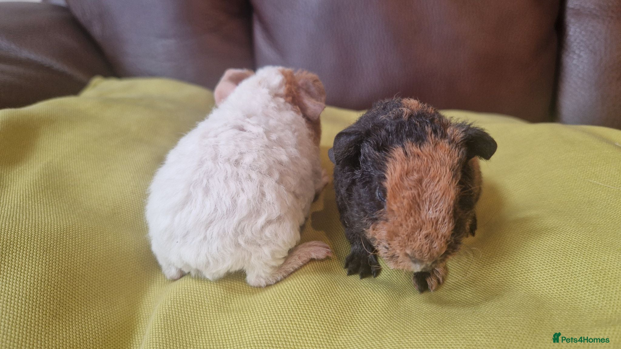 Guinea Pig rodents Teddy guinea pigs - Advert 12