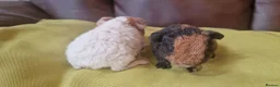 Guinea Pig rodents for sale: Teddy guinea pigs in Leicester - Advert 6