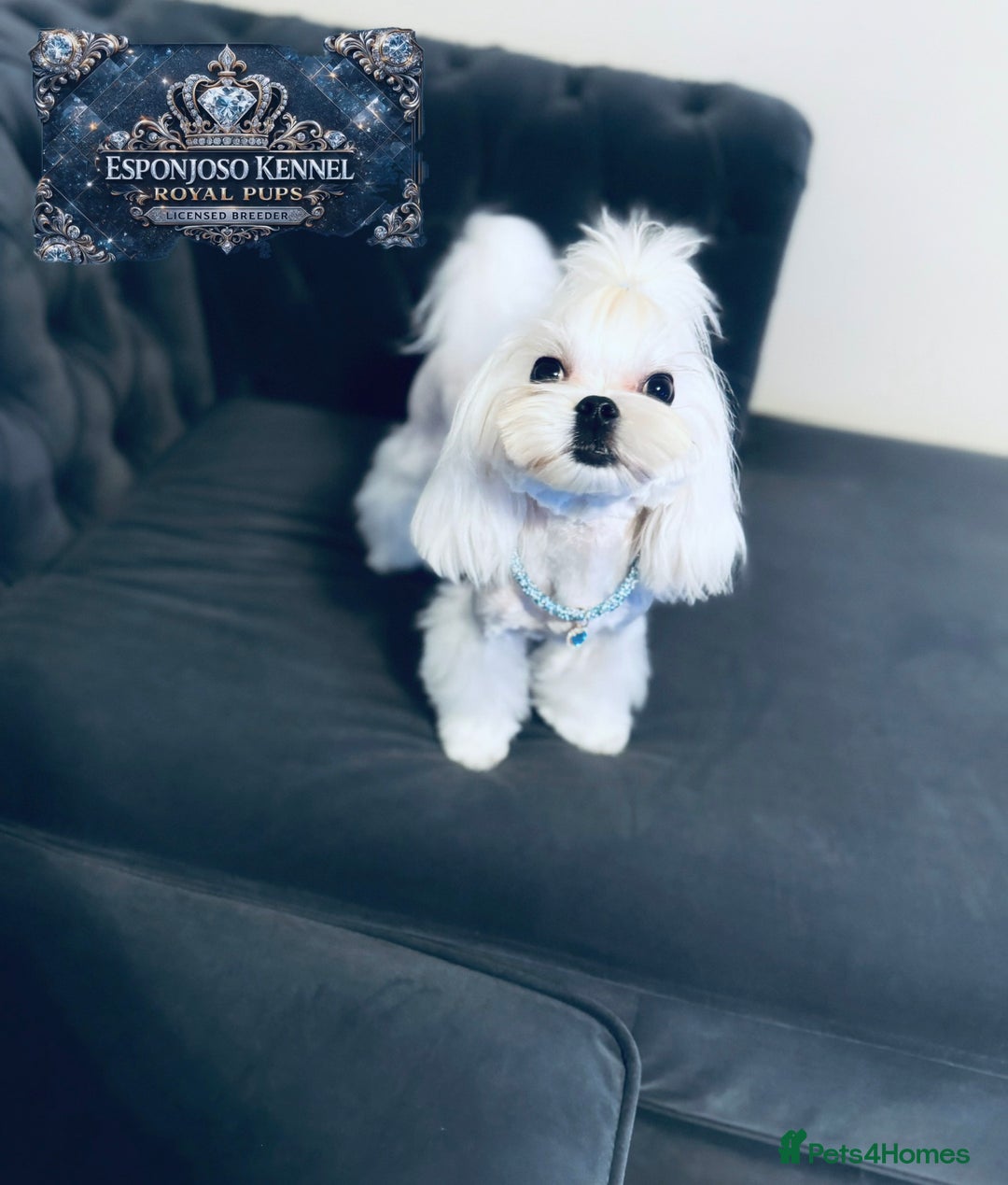 Maltese dogs for stud: ✨Exquisite DOLL KC Korean Maltese Stud DNA Clear ✨ - Advert 2