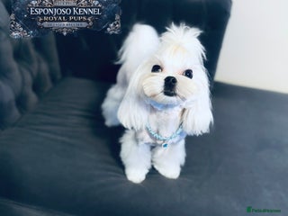 Maltese dogs ✨Exquisite DOLL KC Korean Maltese Stud DNA Clear ✨ - Advert 3