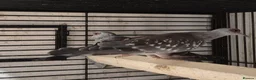 Parakeets birds for sale: Finches canarys doves parakeets parrots  - Advert 15