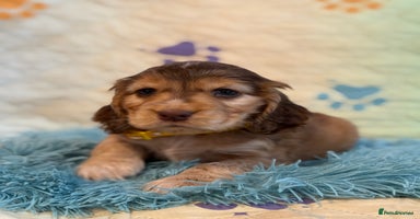 Cocker Spaniel dogs - Advert 16