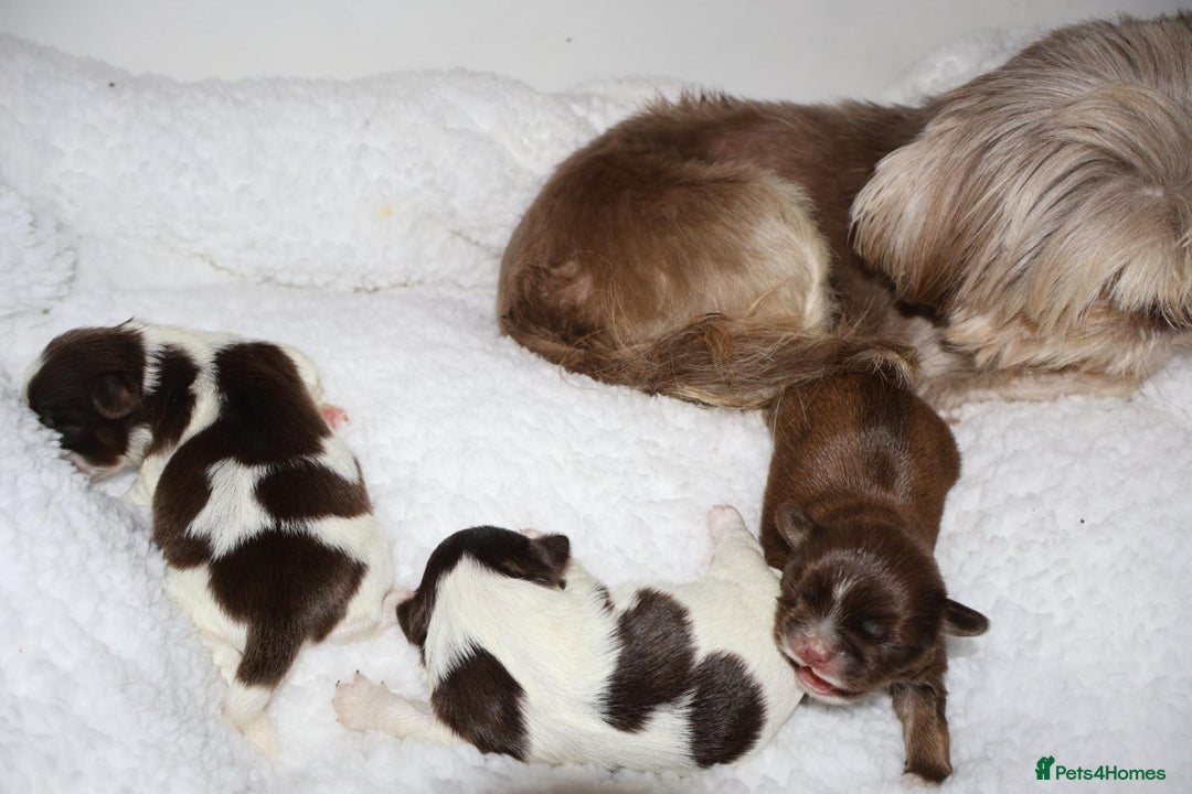 Shih Tzu dogs for sale: ✨ULTIMATE DNA Imperial’s now available✨ - Advert 2