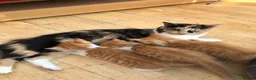Mixed Breed cats for sale: Gorgeous ginger kittens - Advert 4