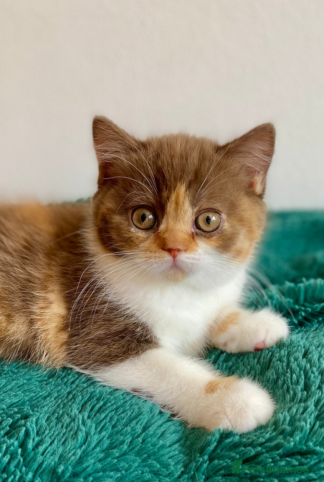 British Shorthair cats for sale: Chunky Champion line kittens TICA reg.  in Cannock - Image 6