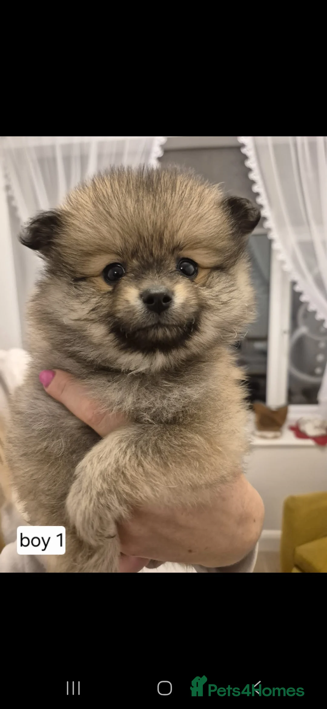 Pomeranian dogs for sale: Puppy pomeranian - Advert 3