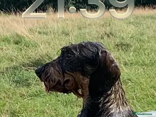 Dachshund dogs Teckel (Wire haired dachshund) - Advert 3