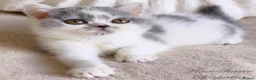 British Shorthair cats for sale: Gorgeous Blue & White British Shorthair Registered - Advert 5