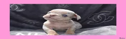 English Bulldog dogs for sale: Stunning Litter of Exotic English Bulldogs - Advert 26