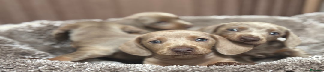 Miniature Dachshund Puppy 4