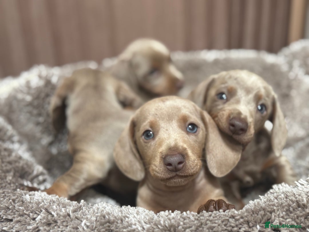 Miniature Dachshund dogs for sale: Miniature dachshund - Image 5