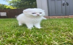 Scottish Fold cats for sale: Scottish Kittens – Fold & Straight – Ready Now - Image 6