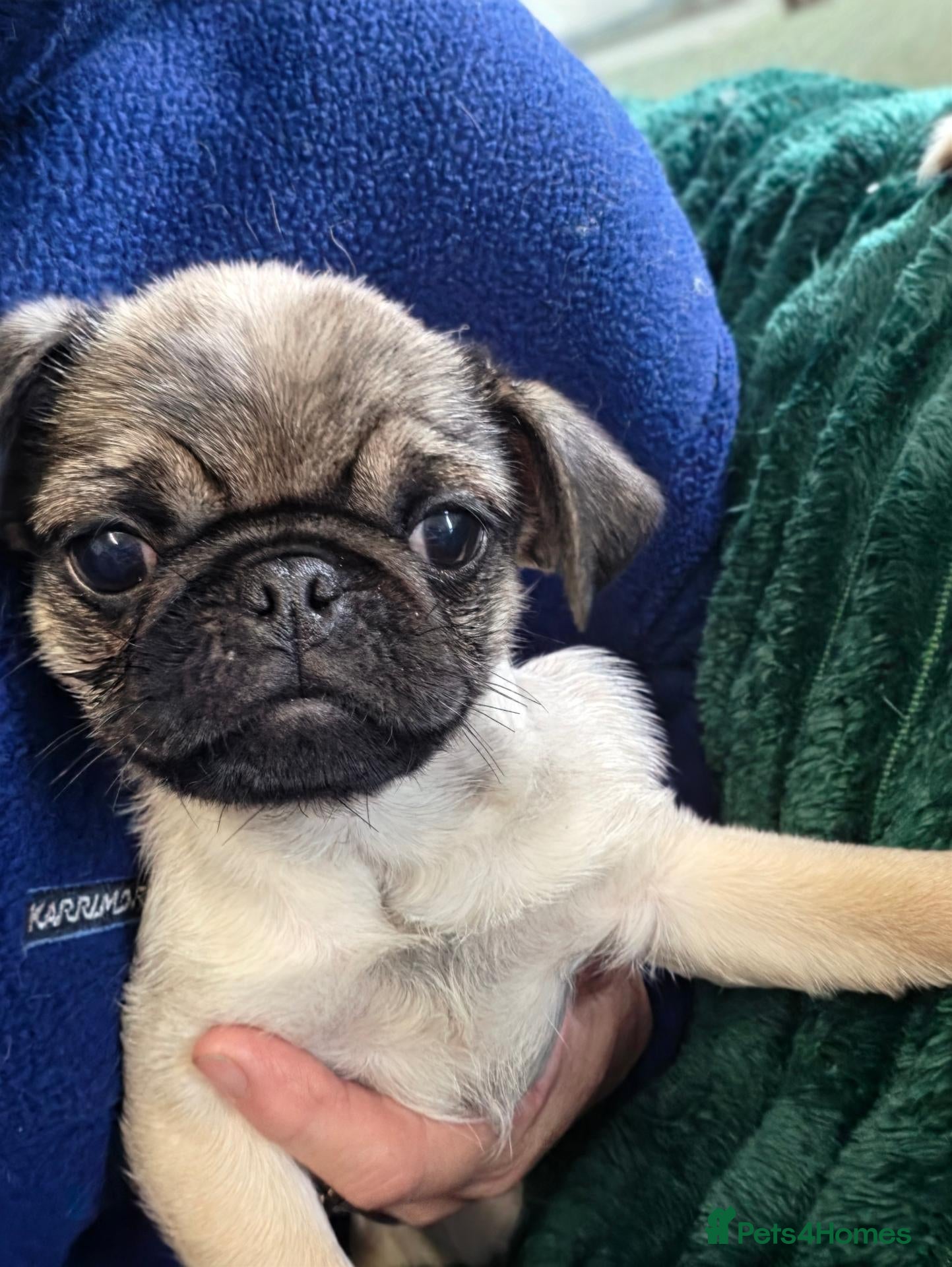 Pug dogs Pug puppies  - Advert 1