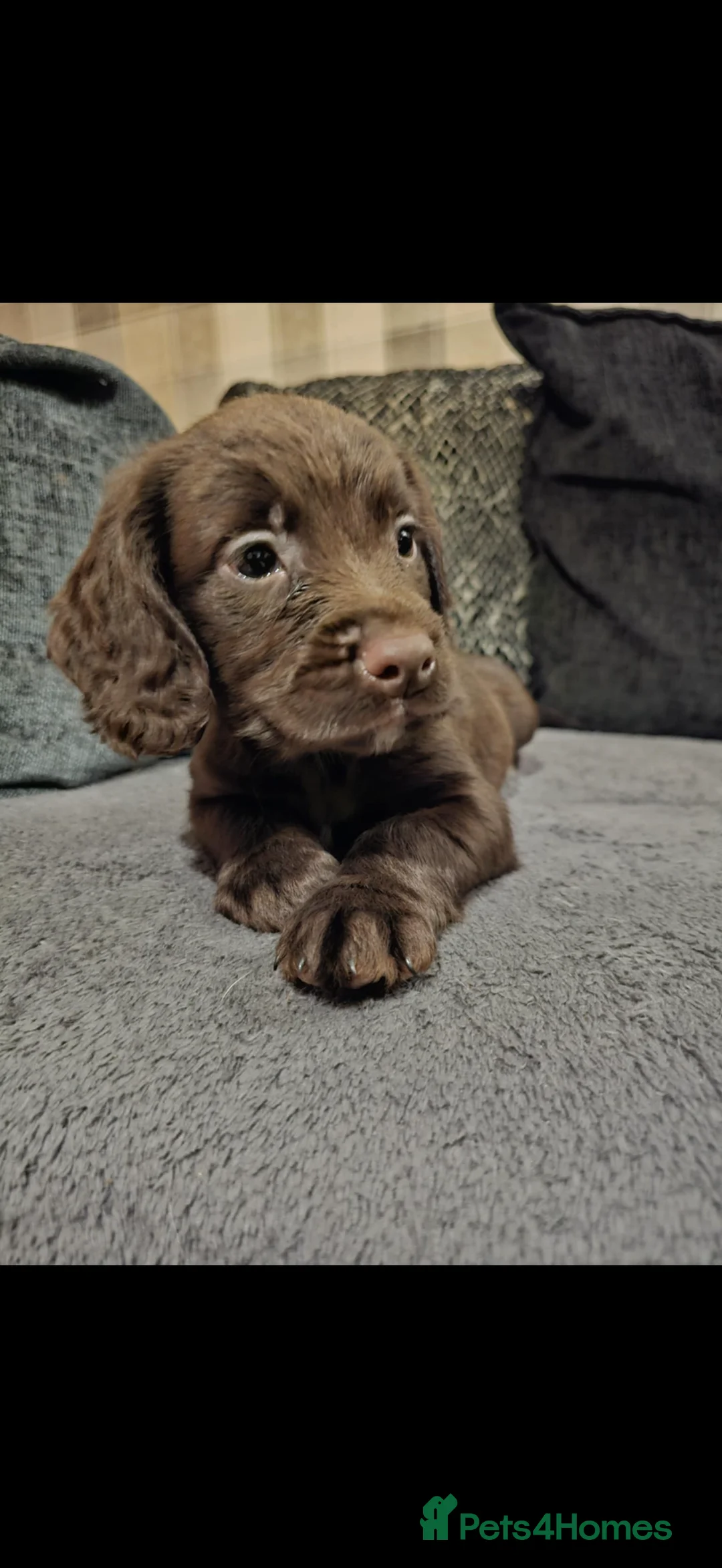 Cocker Spaniel dogs for sale: Cocker spaniel boys! - Advert 9